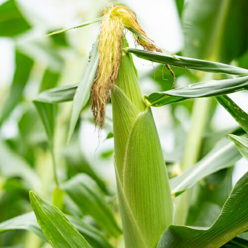 【ふるさと納税】【2026年発送】しあわせの黄色いコーンイエロー12本入 - 画像2