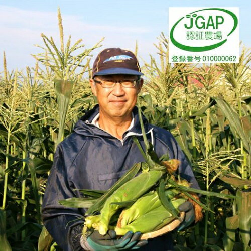 【2026年発送】しあわせの黄色いコーンイエロー12本入