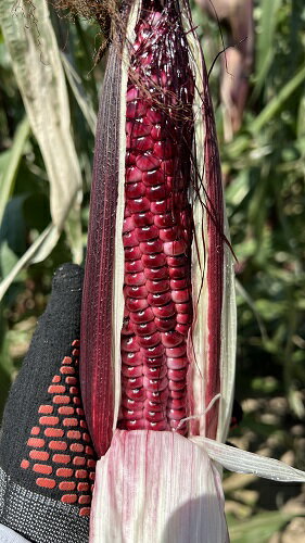 【ふるさと納税】【2026年発送】もちもちトウモロコシ紫　12本　中富良野産 - 画像3