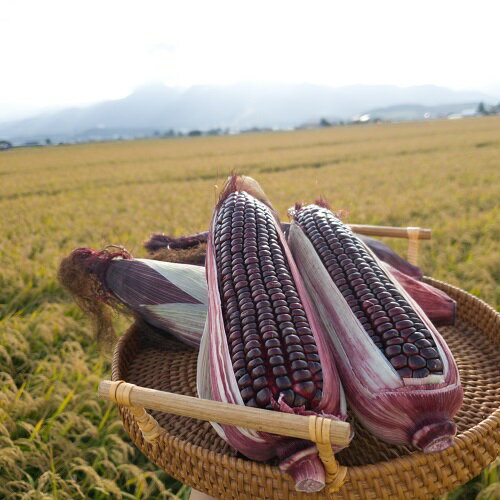 【ふるさと納税】【2026年発送】もちもちトウモロコシ紫　12本　中富良野産 - 画像2