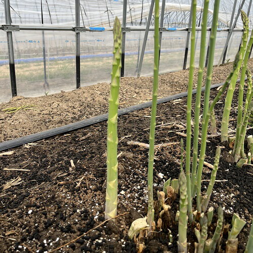 【ふるさと納税】【2026年発送】中富良野町産グリーンアスパラ800g （L～2Lサイズ混合） - 画像3