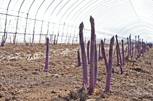 【ふるさと納税】【2026年発送】【中富良野町寺坂農園】紫アスパラガス（1.5kg） - 画像2
