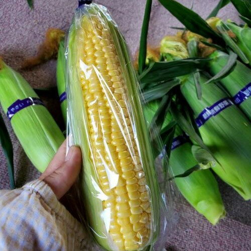 【ふるさと納税】【2026年発送】トウモロコシ黄　12本　サニーショコラライラ - 画像3