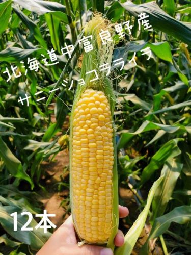 【2026年発送】トウモロコシ黄　12本　サニーショコラライラ