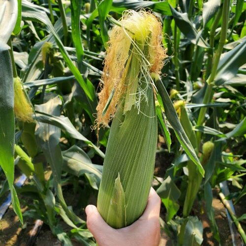【ふるさと納税】【2026年発送】トウモロコシ黄　12本　サニーショコラライラ - 画像2