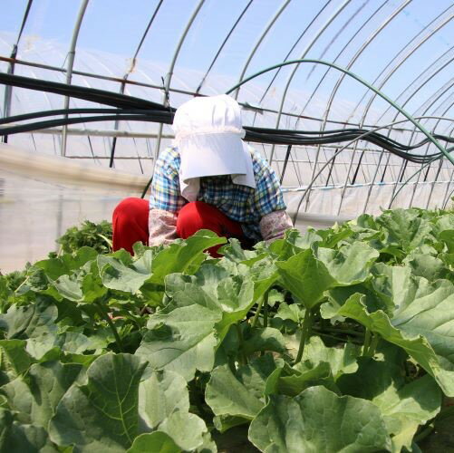 【ふるさと納税】【2026年発送】中富良野　赤肉メロン2玉（計2.6kg以上/計3.2kg以上） サムネイル3