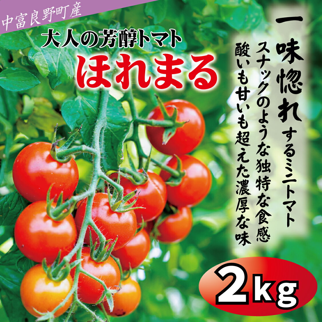 【2026年発送】【中富良野町】寺坂農園ミニトマト　ほれまる　2kg