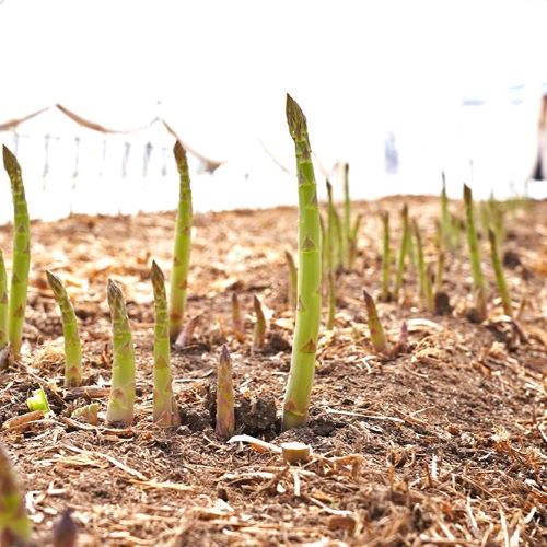 【ふるさと納税】【2026年発送】【中富良野町寺坂農園】大地のアスパラガス（2kg） - 画像2
