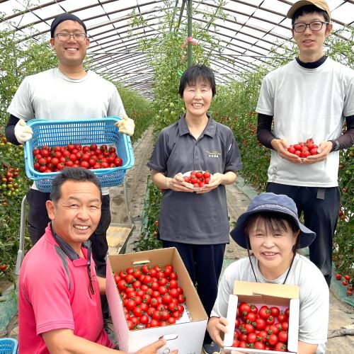 【ふるさと納税】【2026年発送】【中富良野町】厳選ミニトマトほれまるBOX - 画像3