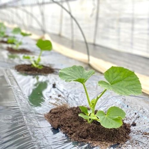 【ふるさと納税】【2026年発送】【中富良野町】寺坂メロン1玉入り（青肉特大） サムネイル2