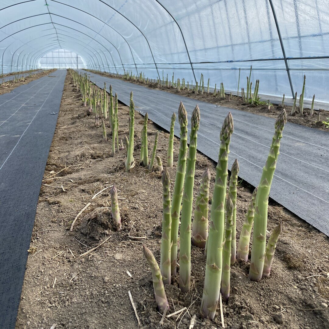 【ふるさと納税】【2026年発送】中富良野町産グリーンアスパラ800g （L～2Lサイズ混合） - 画像2