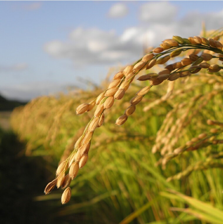 【ふるさと納税】北海道産米 ふるさと納税 ななつぼし 氷点の舞 10kg(5kg×2袋) - 画像3