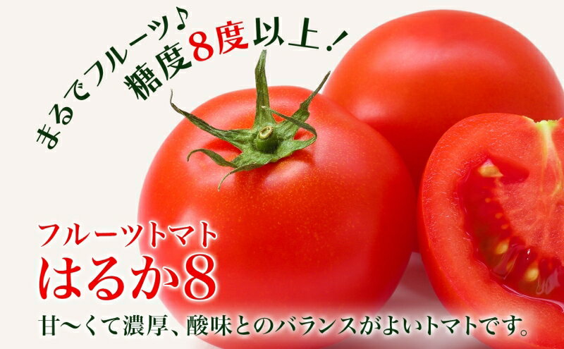 【ふるさと納税】【2026年発送】 糖度8度以上 フルーツトマト はるか8（エイト） 10～15玉 トマト 野菜 夏 野菜 旬 甘い 濃厚 果物 フルーツ 高糖度 新鮮 産地直送 北海道 美深町　お届け：2026年7月上旬～2026年10月上旬まで - 画像3