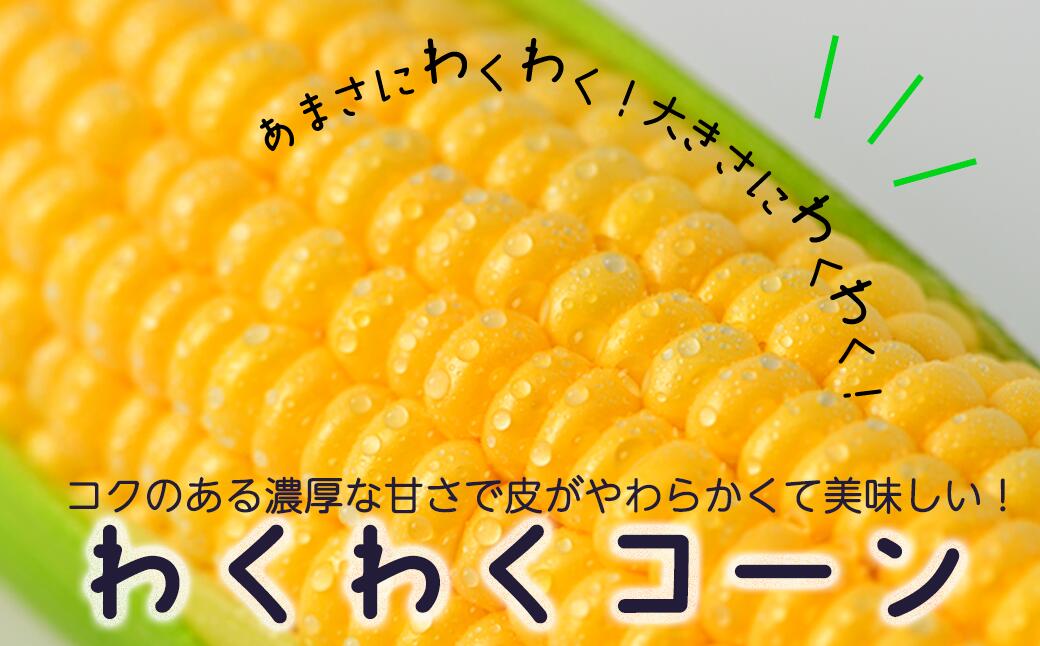 【ふるさと納税】【令和8年産先行受付】北海道とままえ産スイートコーン　7本（先行予約　北海道産　とうもろこし　とうきび　朝どれ　朝もぎ　旬　新鮮　送料無料　冷蔵） - 画像2