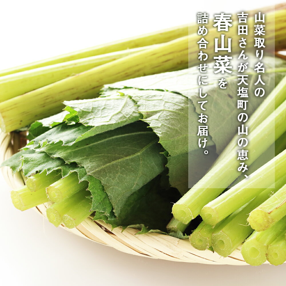 【ふるさと納税】◇2026年発送予約◇山菜 お楽しみセット 北海道 天塩町 北海道産 春山菜 お任せセット おのっぷ農園 2026年分予約開始 ふるさと納税 北海道 - 画像2