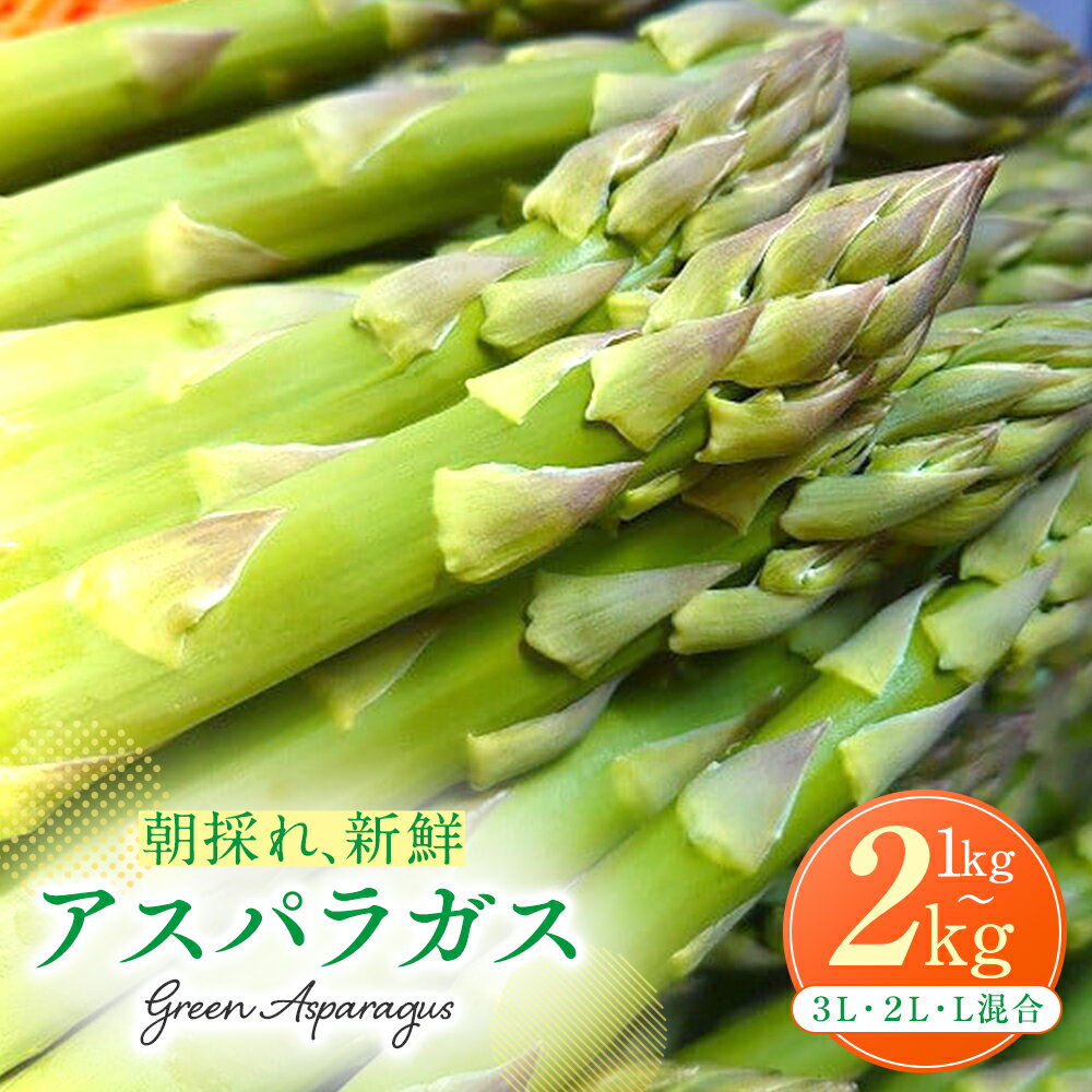 令和8年産 アスパラガス 1〜2kg | グリーンアスパラ グリーンアスパラガス アスパラ 大容量 野菜 春野菜 朝採れ 新鮮 極太 国産 サラダ 天ぷら 炒め物 家庭用 数量限定 旬 特産 産地直送 北海道 津別町 送料無料