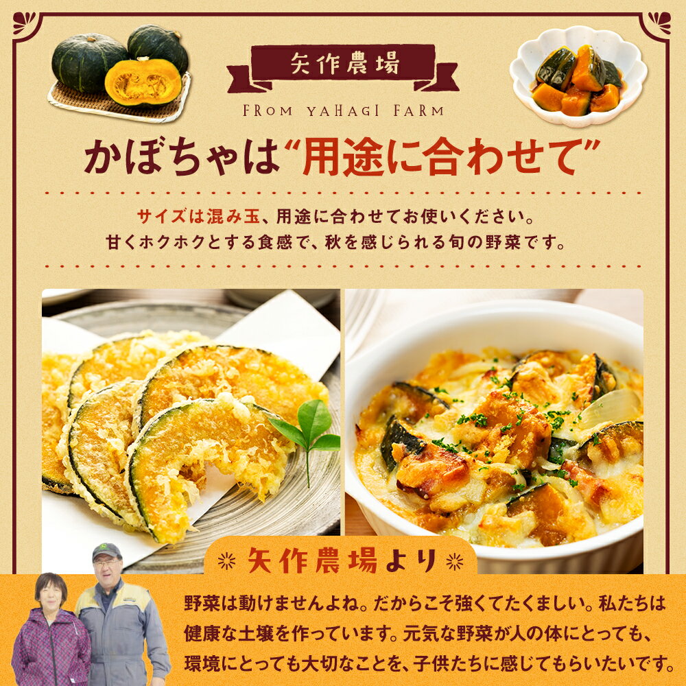 【ふるさと納税】【先行受付】令和8年産 有機栽培かぼちゃ 10kg | かぼちゃ カボチャ 南瓜 大容量 パンプキン 甘い 有機栽培 国産 産地直送 北海道 津別町 送料無料 - 画像3