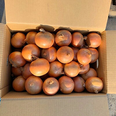 【ふるさと納税】【先行予約　9月中旬以降発送】佐藤農場の玉葱20kg【配送不可地域：離島・沖縄県】【1097717】 - 画像3