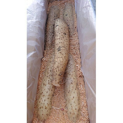 【ふるさと納税】佐藤農場の長芋＜5kg＞【配送不可地域：離島・沖縄県】【1098781】 - 画像2