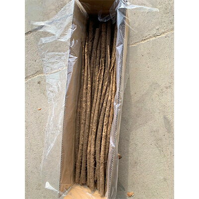 【ふるさと納税】佐藤農場のごぼう＜10kg＞【配送不可地域：離島・沖縄県】【1098782】 - 画像2