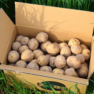 【ふるさと納税】【先行予約　9月中旬以降発送】佐藤農場のじゃがいも「とうや」10kg【配送不可地域：離島・沖縄県】【1414643】 - 画像3