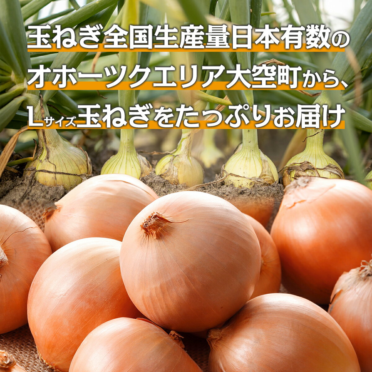 【ふるさと納税】【先行予約】玉ねぎ Lサイズ 20kg 大空町産（2026年10月上旬より発送） 【 ふるさと納税 人気 おすすめ ランキング たまねぎ オニオン スライス サラダ 野菜 スープ 肉じゃが ハンバーグ 甘い カレー 新鮮 北海道産 野菜 北海道 大空町 送料無料 】 OSR009 - 画像2
