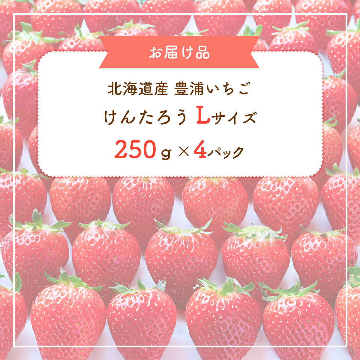 【ふるさと納税】【2026年5月順次発送】道内発送限定　北海道産 豊浦いちご けんたろう Lサイズ 250g×4パック入り【 ふるさと納税 人気 おすすめ ランキング 果物 いちご苺 イチゴ 国産いちご 国産苺 けんたろう セット 美味しい 北海道 豊浦町 送料無料 】 TYUAG002 サムネイル2