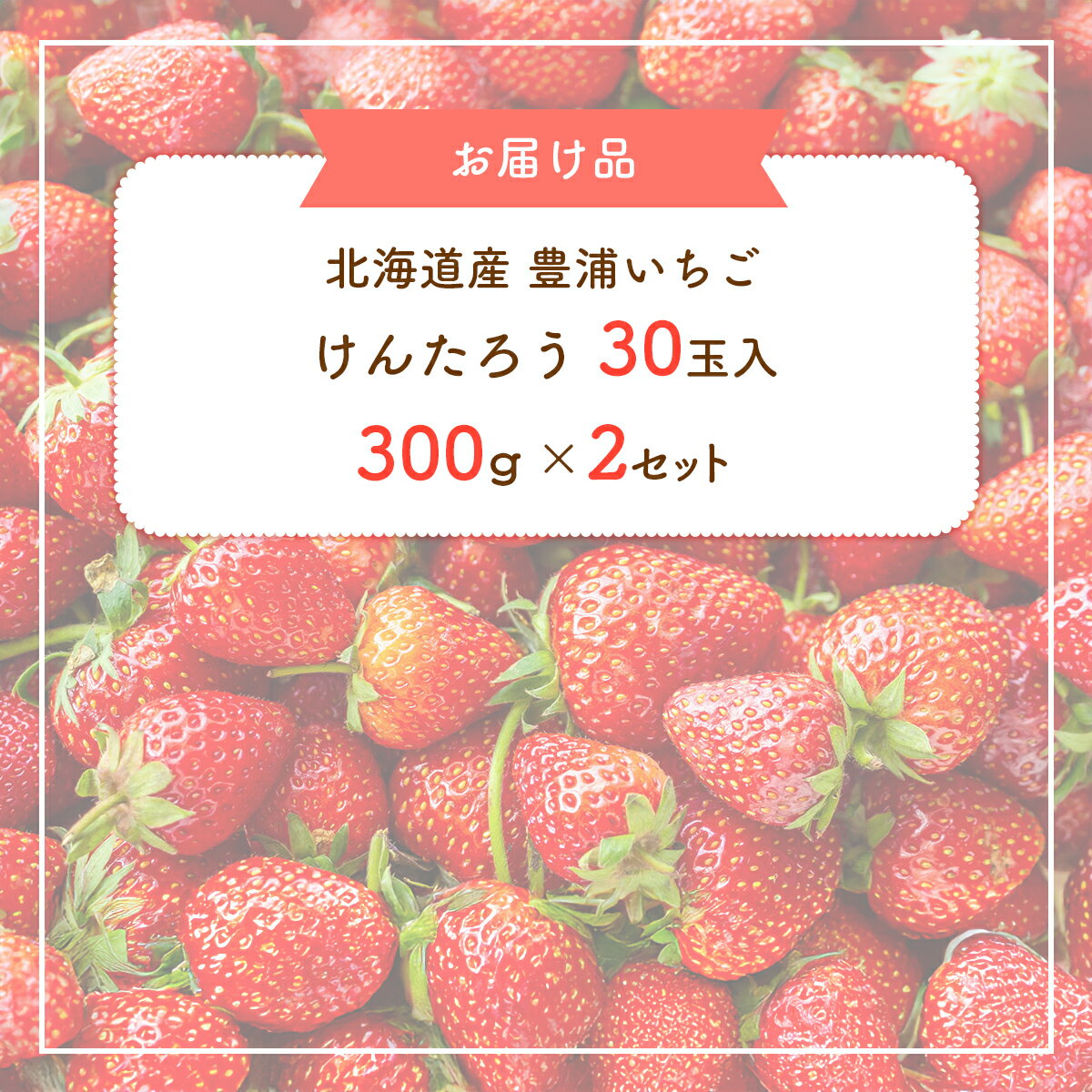 【ふるさと納税】【2026年5月順次発送】北海道産 豊浦いちご けんたろう 30玉入り 300g×2セット【 ふるさと納税 人気 おすすめ ランキング 果物 いちご苺 イチゴ 国産いちご 国産苺 けんたろう セット おいしい 美味しい 北海道 豊浦町 送料無料 】 TYUAG001 サムネイル2
