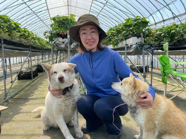 【ふるさと納税】【2026年5月順次発送】道内発送限定　北海道産 豊浦いちご けんたろう Lサイズ 250g×4パック入り【 ふるさと納税 人気 おすすめ ランキング 果物 いちご苺 イチゴ 国産いちご 国産苺 けんたろう セット 美味しい 北海道 豊浦町 送料無料 】 TYUAG002 サムネイル3