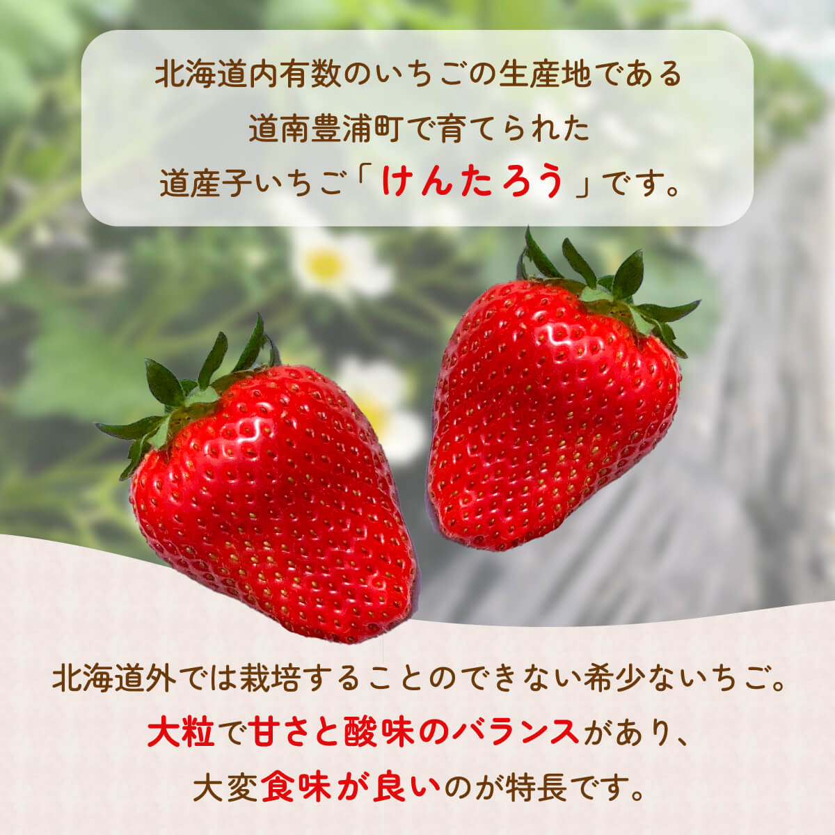 【ふるさと納税】【2026.4月以降順次出荷】北海道いちご けんたろう 30g以上×12粒 2トレー（24粒） 北海道 豊浦町 【ふるさと納税 人気 おすすめ ランキング 果物 いちご苺 イチゴ 国産いちご 国産苺 けんたろう セット おいしい 美味しい 北海道 豊浦町 送料無料】 TYUF003 サムネイル2