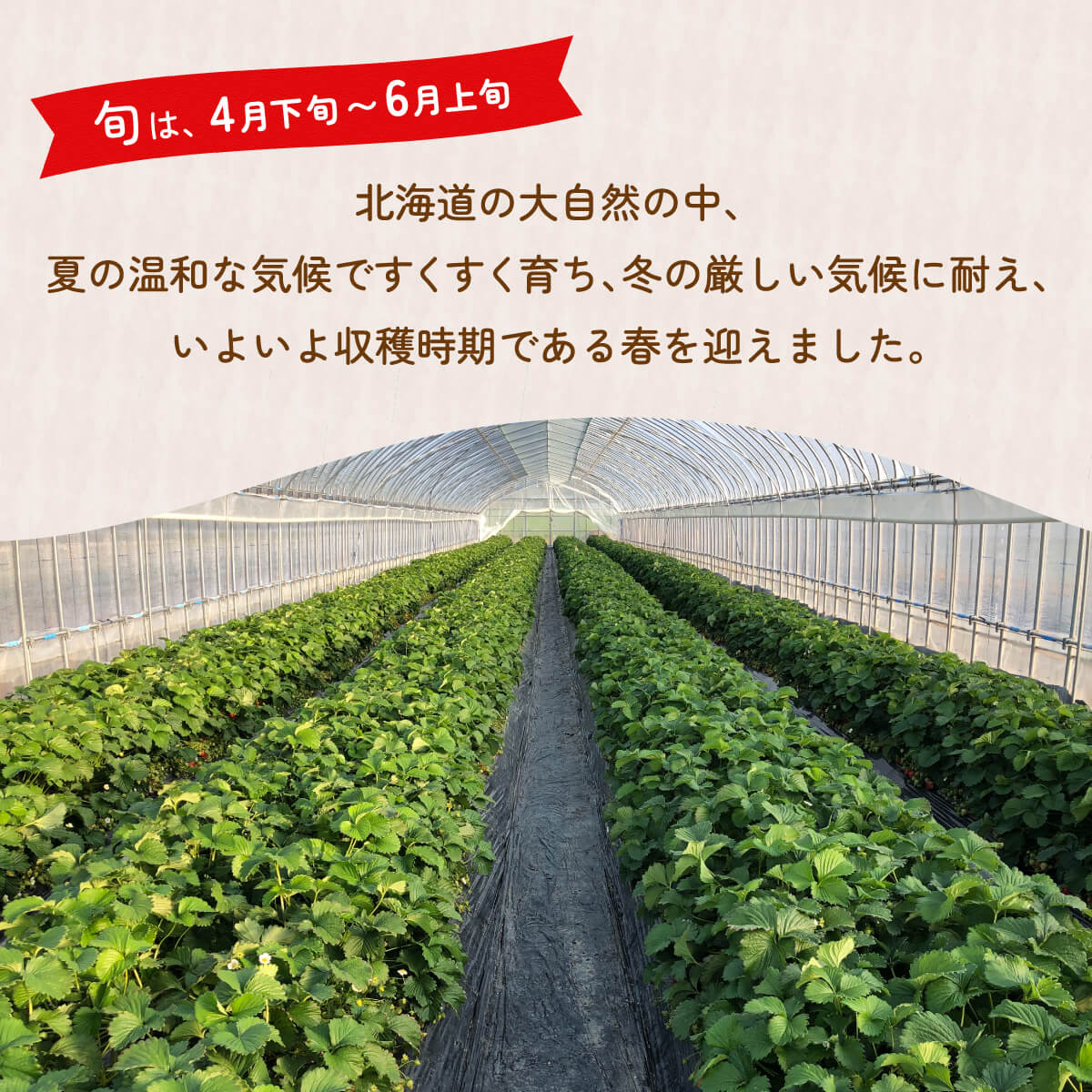 【ふるさと納税】【2026.4月以降順次出荷】北海道いちご けんたろう 30g以上×12粒 2トレー（24粒） 北海道 豊浦町 【ふるさと納税 人気 おすすめ ランキング 果物 いちご苺 イチゴ 国産いちご 国産苺 けんたろう セット おいしい 美味しい 北海道 豊浦町 送料無料】 TYUF003 サムネイル3