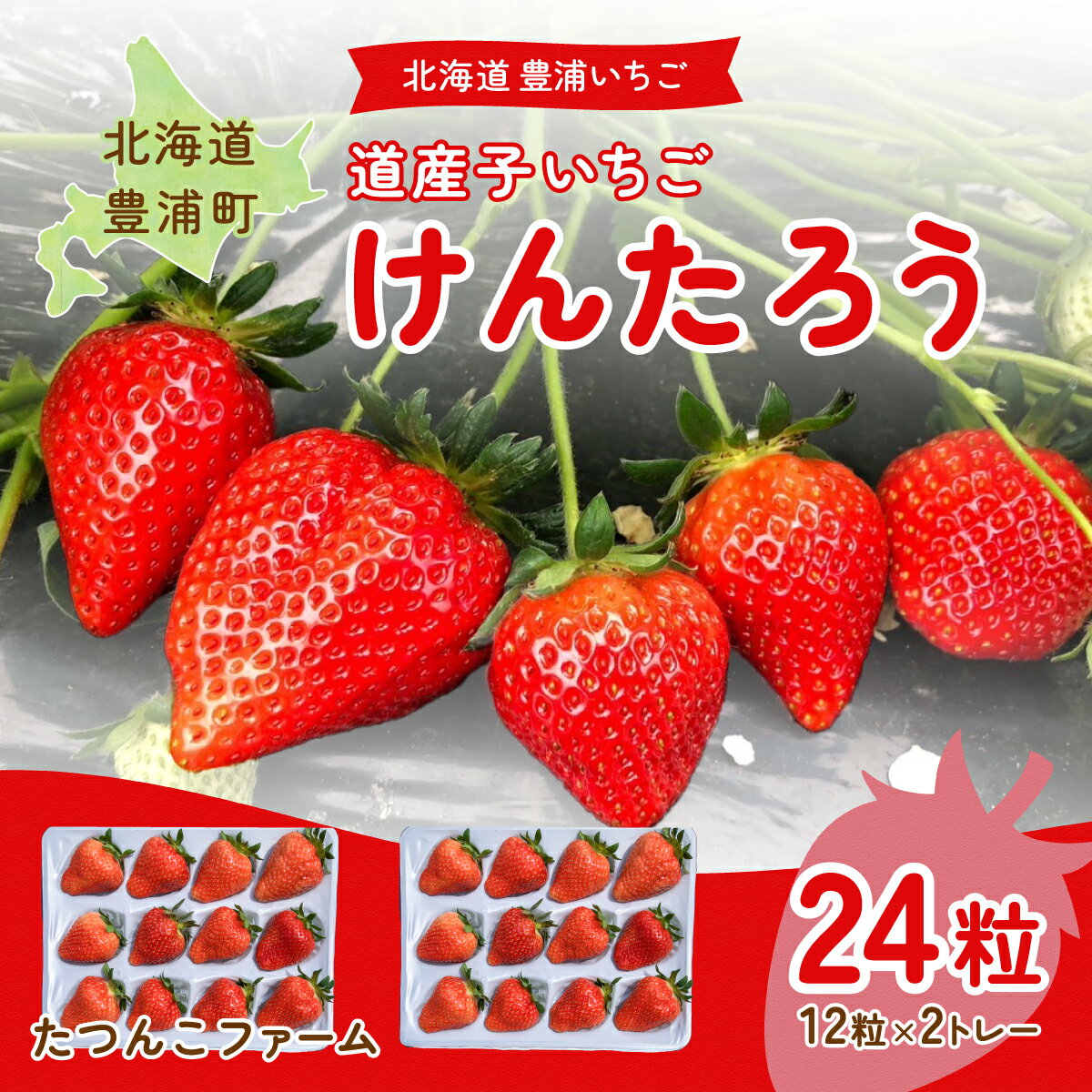 【2026.4月以降順次出荷】北海道いちご けんたろう 30g以上×12粒 2トレー（24粒） 北海道 豊浦町 【ふるさと納税 人気 おすすめ ランキング 果物 いちご苺 イチゴ 国産いちご 国産苺 けんたろう セット おいしい 美味しい 北海道 豊浦町 送料無料】 TYUF003