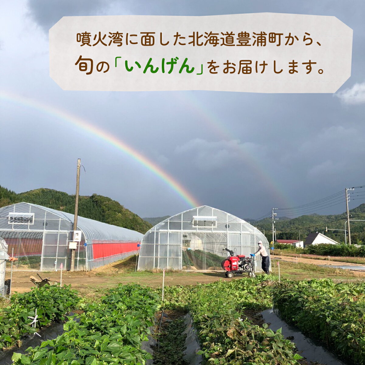 【ふるさと納税】 【2026.7月以降順次出荷】さやいんげん 2kg バラ詰め サイズ混合 北海道 豊浦町 【 ふるさと納税 人気 おすすめ ランキング 野菜 根菜 いんげん インゲン 国産 バラ 詰合せ 混合 おいしい 美味しい 北海道 豊浦町 送料無料 】 TYUF002 - 画像2