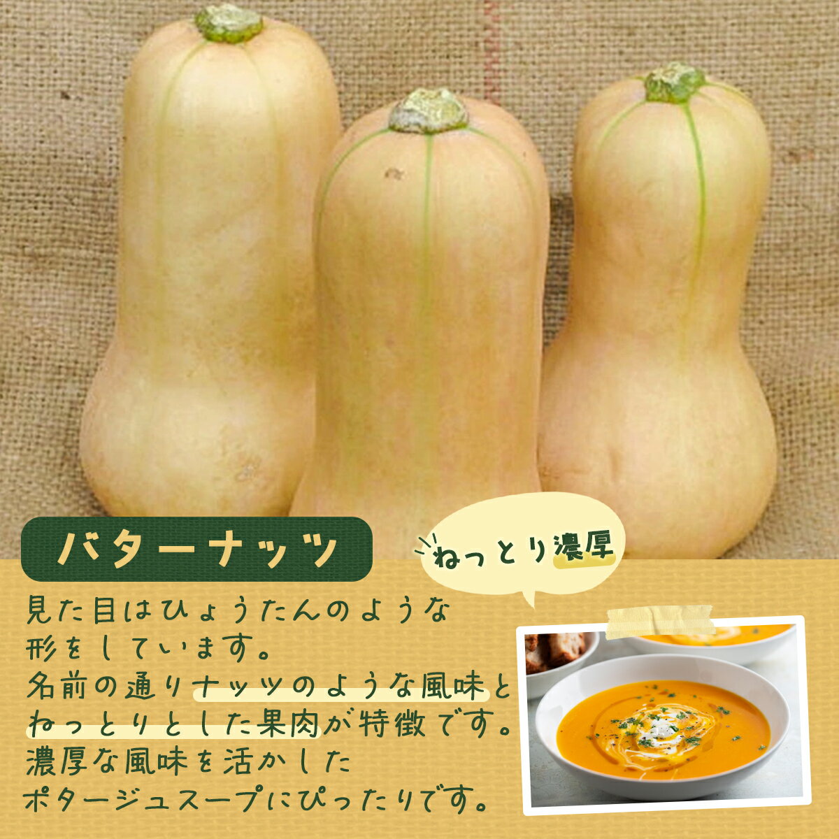 【ふるさと納税】【2026年8月下旬以降順次発送】ミニかぼちゃのセット（4種） 約10kg バターナッツ プッチーニ 北海道 豊浦町産【 ふるさと納税 人気 おすすめ ランキング かぼちゃ 南瓜 バター ナッツ セット おいしい 美味しい 甘い 北海道 豊浦町 送料無料 】 TYUH001 - 画像3