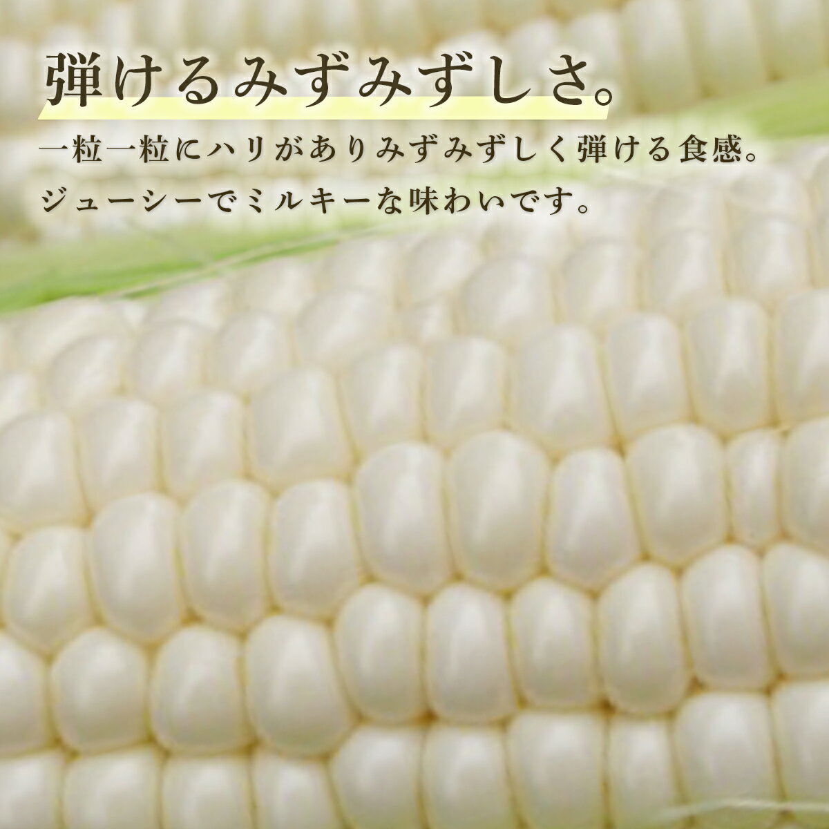 【ふるさと納税】【2026年8月下旬以降順次発送】ホワイトショコラ　白いとうもろこし 10本 北海道 豊浦町産 とうきび 【 ふるさと納税 人気 おすすめ ランキング 野菜 とうもろこし 国産 ホワイト ショコラ とうきび おいしい 美味しい 北海道 豊浦町 送料無料 】 TYUH002 - 画像3