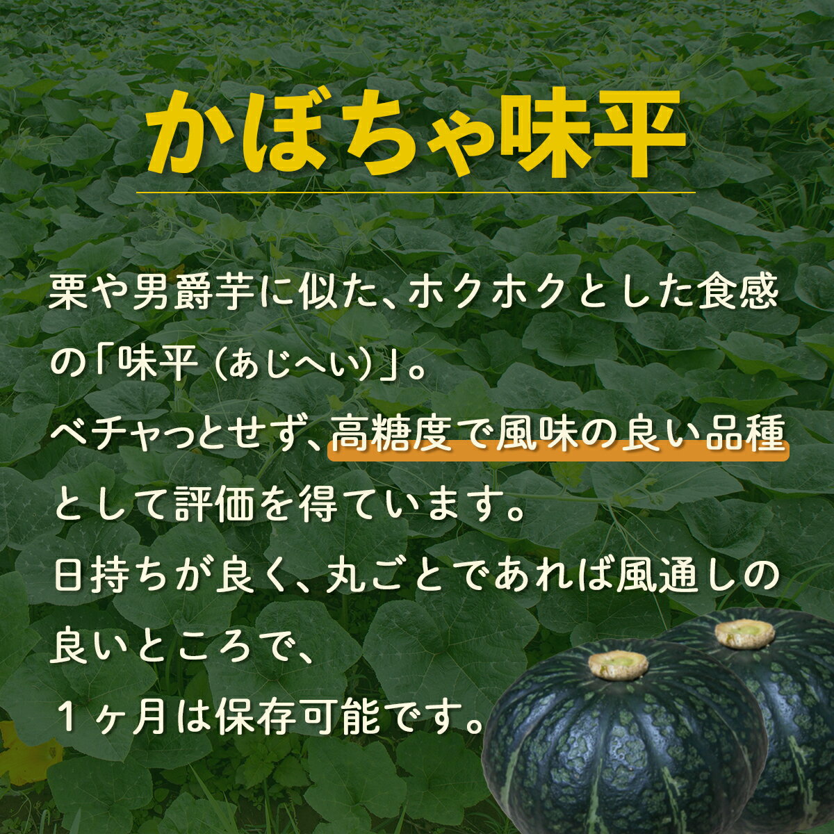 【ふるさと納税】【2025年9月以降発送】【訳あり】北海道 豊浦産 かぼちゃ 味平 選べる容量 約10kg～20kg 【 ふるさと納税 人気 おすすめ ランキング 野菜 その他野菜 かぼちゃ 南瓜 カボチャ 国産 味平 おいしい 美味しい 北海道 豊浦町 送料無料 】 TYUH006 TYUH007 サムネイル2