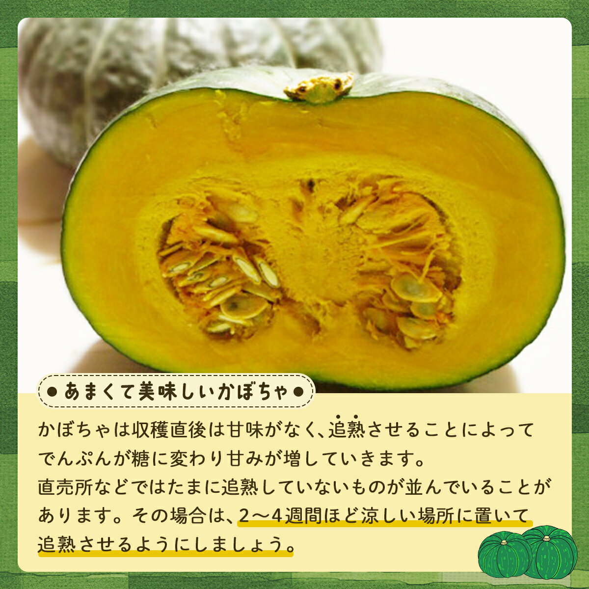 【ふるさと納税】【2025年9月以降発送】【訳あり】北海道 豊浦産 かぼちゃ 味平 選べる容量 約10kg～20kg 【 ふるさと納税 人気 おすすめ ランキング 野菜 その他野菜 かぼちゃ 南瓜 カボチャ 国産 味平 おいしい 美味しい 北海道 豊浦町 送料無料 】 TYUH006 TYUH007 サムネイル3