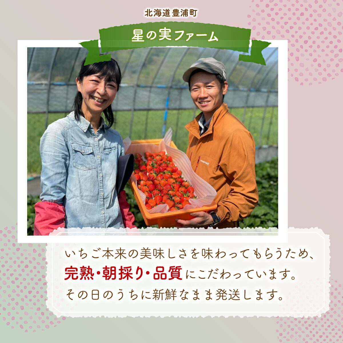【ふるさと納税】【2026.4月下旬以降順次出荷】北海道 豊浦 いちご 加工用 小粒 けんたろう 250g×4パック1箱 約1kg 【 ふるさと納税 人気 おすすめ ランキング 果物 いちごイチゴ 苺 けんたろう パック おいしい 美味しい 北海道 豊浦町 送料無料 】 TYUW003 サムネイル2