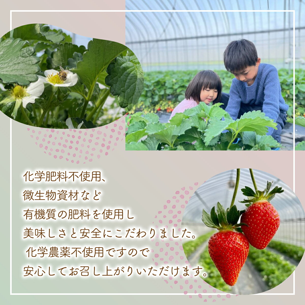 【ふるさと納税】【2026.4月下旬以降順次出荷】北海道 豊浦 いちご 加工用 小粒 けんたろう 250g×4パック1箱 約1kg 【 ふるさと納税 人気 おすすめ ランキング 果物 いちごイチゴ 苺 けんたろう パック おいしい 美味しい 北海道 豊浦町 送料無料 】 TYUW003 サムネイル3