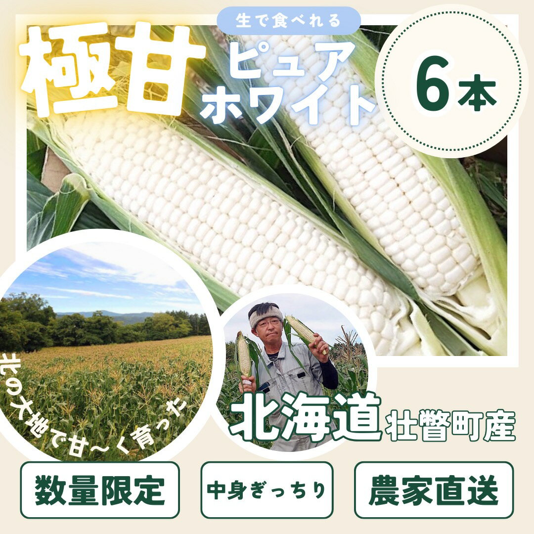 【ふるさと納税】＜2026年8月中旬よりお届け＞【朝採り】北海道壮瞥町産　ホワイトコーン「ピュアホワイト」Lサイズ以上6本（約2.5kg）ふるさと納税 人気 おすすめ ランキング ピュアホワイト 白い 白 トウモロコシ とうもろこし 野菜 甘い 北海道 壮瞥町 送料無料 SBTQ004 サムネイル3