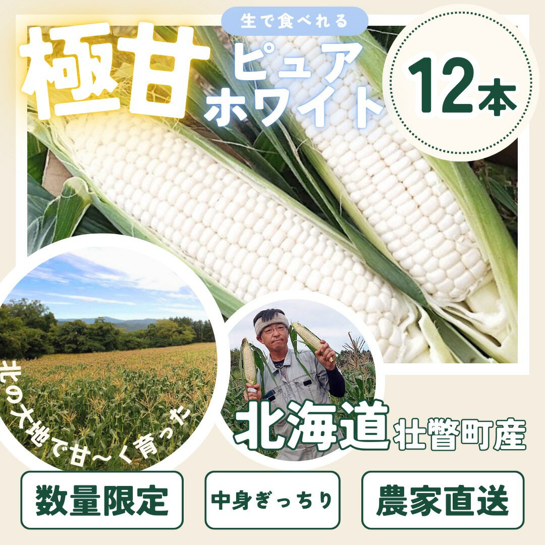 【ふるさと納税】＜2026年8月中旬よりお届け＞【朝採り】北海道壮瞥町 ホワイトコーン「ピュアホワイト」Lサイズ以上12本(約5kg) ふるさと納税 人気 おすすめ ランキング ピュアホワイト 白い 白 トウモロコシ とうもろこし 野菜 甘い 北海道 壮瞥町 送料無料 SBTQ003 - 画像3