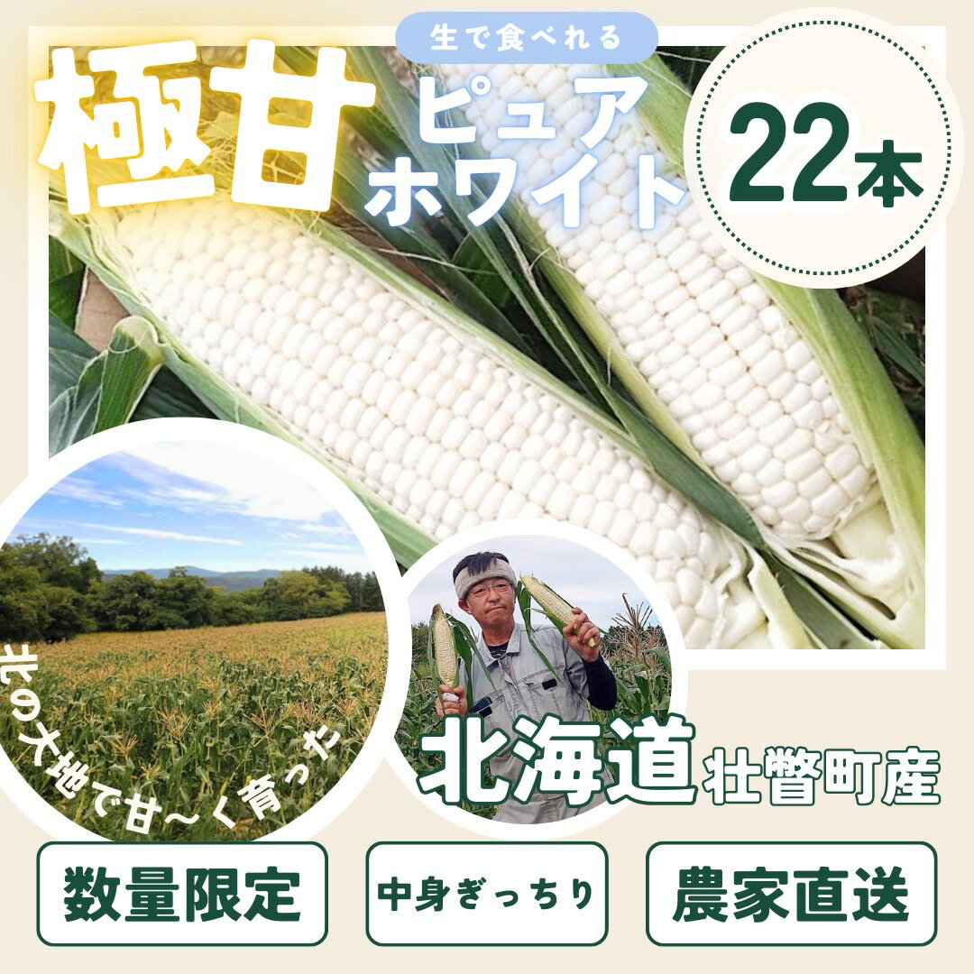 【ふるさと納税】＜2026年8月中旬よりお届け＞【朝採り】北海道壮瞥町　ホワイトコーン「ピュアホワイト」Lサイズ以上22本（約10kg） ふるさと納税 人気 おすすめ ランキング ピュアホワイト 白い 白 トウモロコシ とうもろこし 野菜 甘い 北海道 壮瞥町 送料無料 SBTQ002 - 画像3