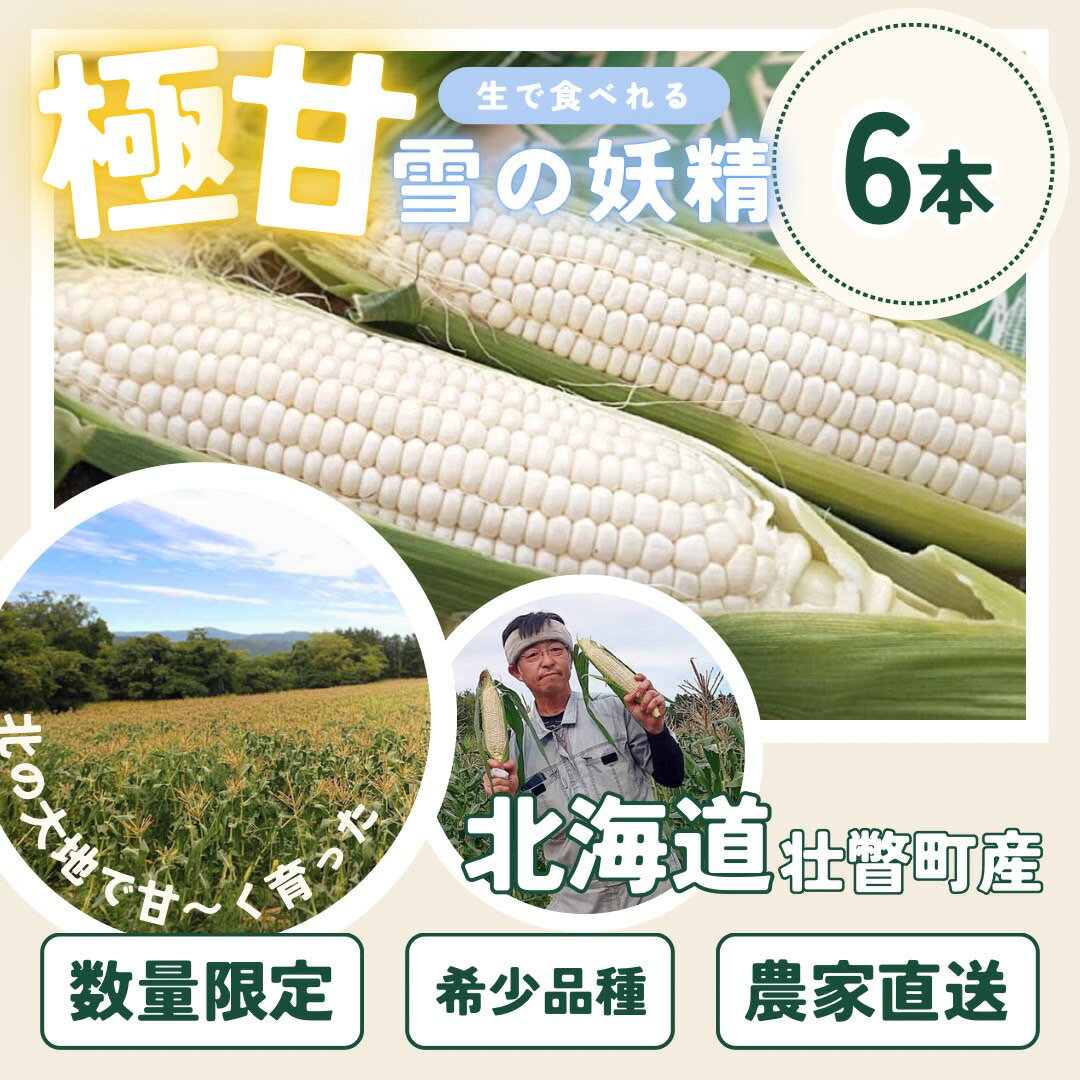 【ふるさと納税】＜2026年8月下旬よりお届け＞【朝採り】北海道壮瞥産 白いとうもろこし「雪の妖精」Lサイズ6本(約2kg) 【 ふるさと納税 人気 おすすめ ランキング ホワイトコーン 雪の妖精 白い 白 トウモロコシ とうもろこし 野菜 甘い 北海道 壮瞥町 送料無料 】 SBTQ005 - 画像3