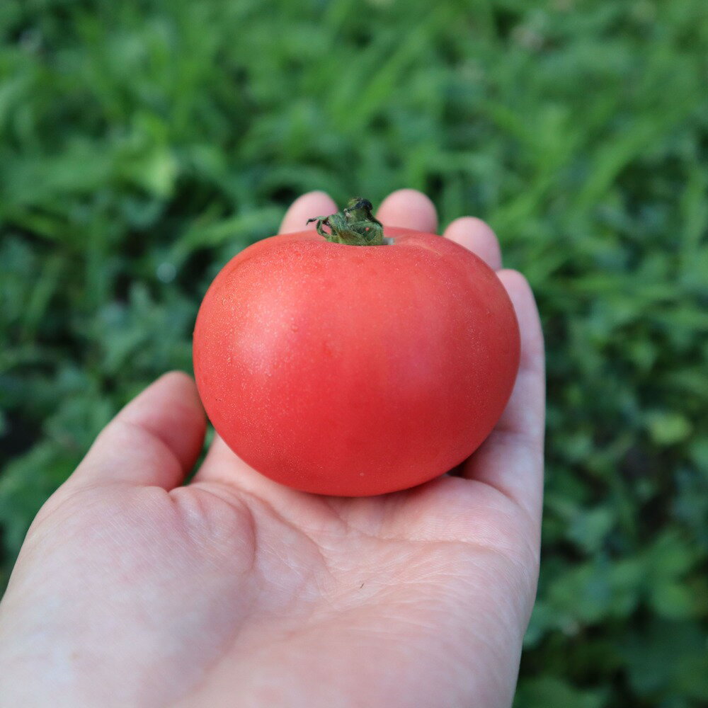 【ふるさと納税】（2026年予約）極旨トマトクール便 北海道壮瞥町産 スイート 中玉トマト 選べる 約1kg ～ 約4kg 【人気 トマト とまと 野菜 スイート 中玉トマト フルーツトマト フルーツ ミニトマト 甘い 糖度 美味しい 完熟 グルメ 北海道 壮瞥町 送料無料 】 SBTAJ016 - 画像3