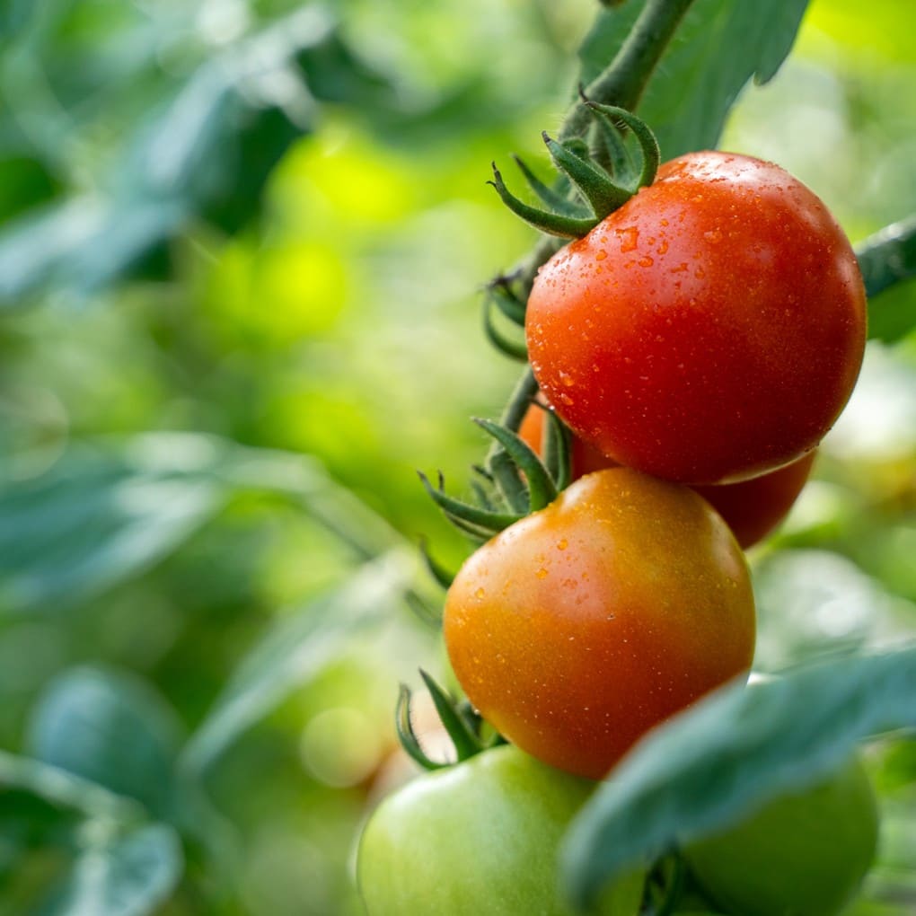 【ふるさと納税】（2026年予約）極旨トマトクール便 北海道壮瞥町産 ラビットゴッホ 選べる 約1kg ～ 約4kg 中玉トマト 【人気 トマト 野菜 ラビットゴッホ 中玉トマト フルーツトマト フルーツ ミニトマト 甘い 糖度 美味しい 完熟 グルメ 送料無料】 SBTAJ001 - 画像3