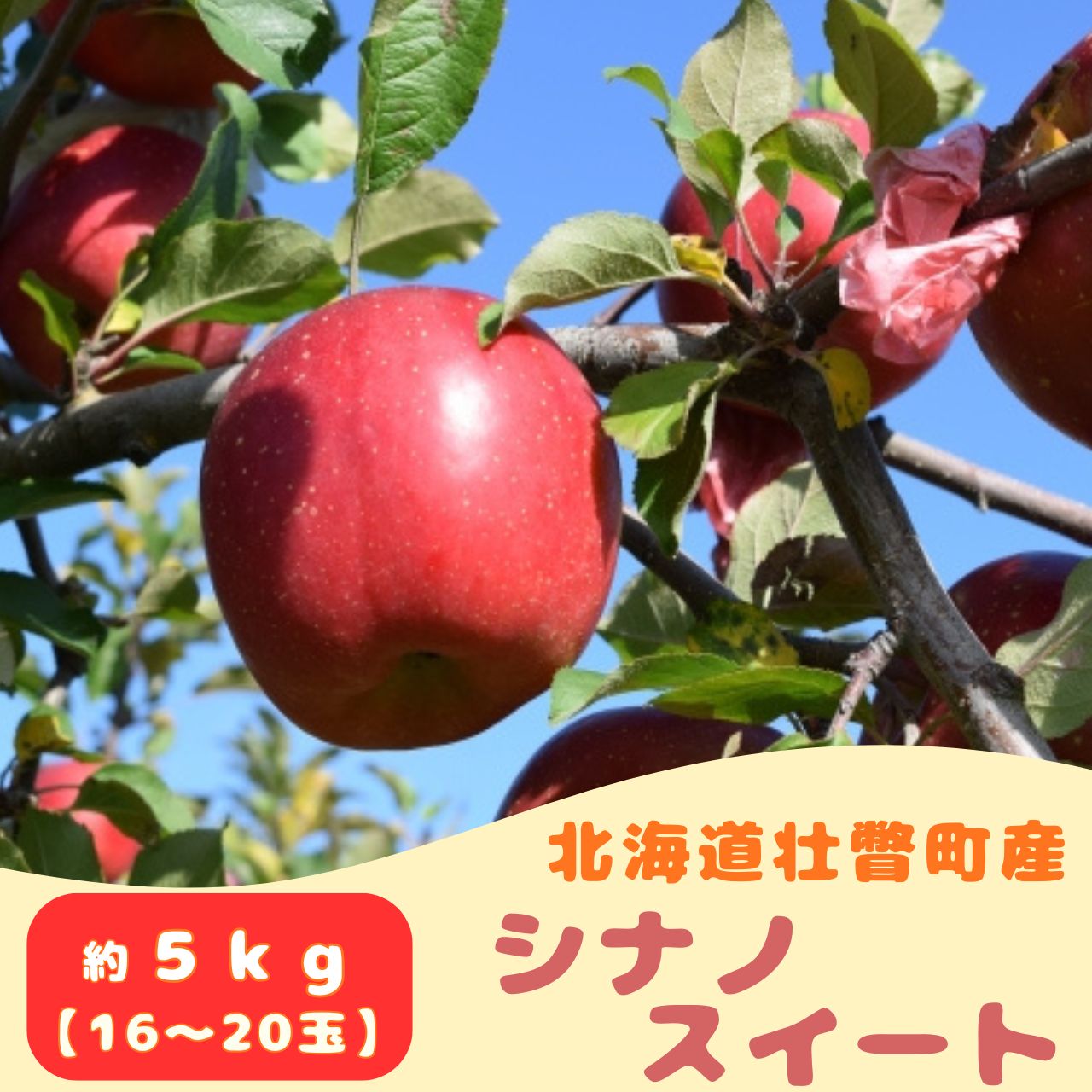 ファームアグリエイトのりんご「シナノスイート」 約5kg（16～20玉） ふるさと納税 人気 おすすめ ランキング 北海道 壮瞥 りんご 蜜入り 5kg ふじ シナノスイート 甘い 果物 おいしい 贈り物 贈物 贈答 ギフト 大容量 詰合せ セット 送料無料 SBTB013