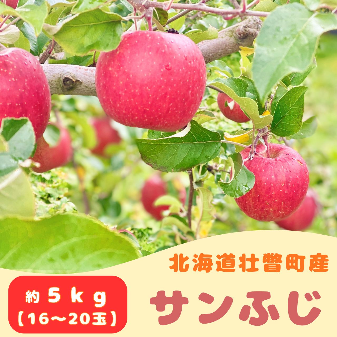 ファームアグリエイトのりんご「サンふじ」約5kg（16～20玉） ふるさと納税 人気 おすすめ ランキング 北海道 壮瞥 りんご 蜜入り 5kg ふじ サンふじ 甘い 果物 おいしい 贈り物 贈物 贈答 ギフト 大容量 詰合せ セット 送料無料 SBTB015