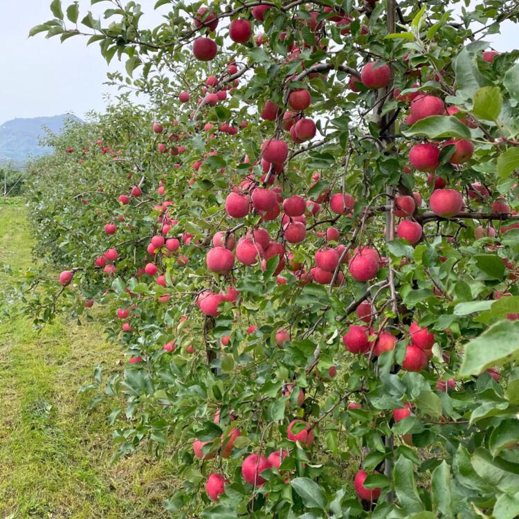 【ふるさと納税】＜2025年10月中旬よりお届け＞北海道壮瞥町　りんご　品種名「早生ふじ」12〜18玉約5kg 【 ふるさと納税 人気 おすすめ ランキング りんご リンゴ 林檎 早生ふじ ふじ 昴林 紅将軍 北海道 壮瞥町 送料無料 】SBTF009 サムネイル2