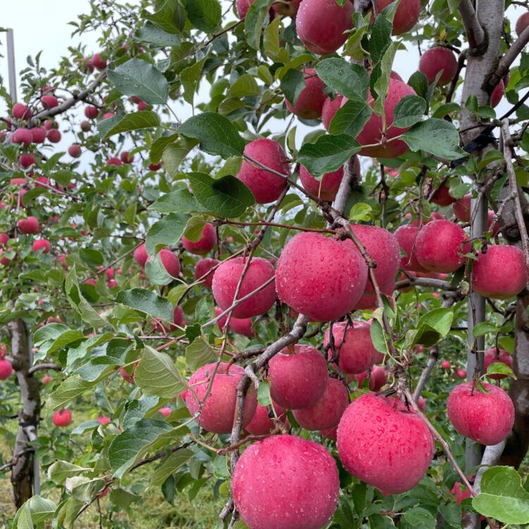 【ふるさと納税】＜2025年10月中旬よりお届け＞北海道壮瞥町　りんご　品種名「早生ふじ」12〜18玉約5kg 【 ふるさと納税 人気 おすすめ ランキング りんご リンゴ 林檎 早生ふじ ふじ 昴林 紅将軍 北海道 壮瞥町 送料無料 】SBTF009 サムネイル3