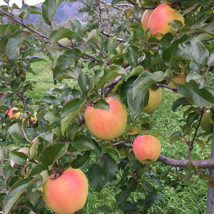 【ふるさと納税】＜2025年11月中旬よりお届け＞ 北海道壮瞥町 りんご 「ぐんま名月」8〜10玉約3kg ふるさと納税 人気 おすすめ ランキング りんご リンゴ 林檎 ぐんま名月 甘い 蜜 北海道 壮瞥町 送料無料 SBTF004 サムネイル2